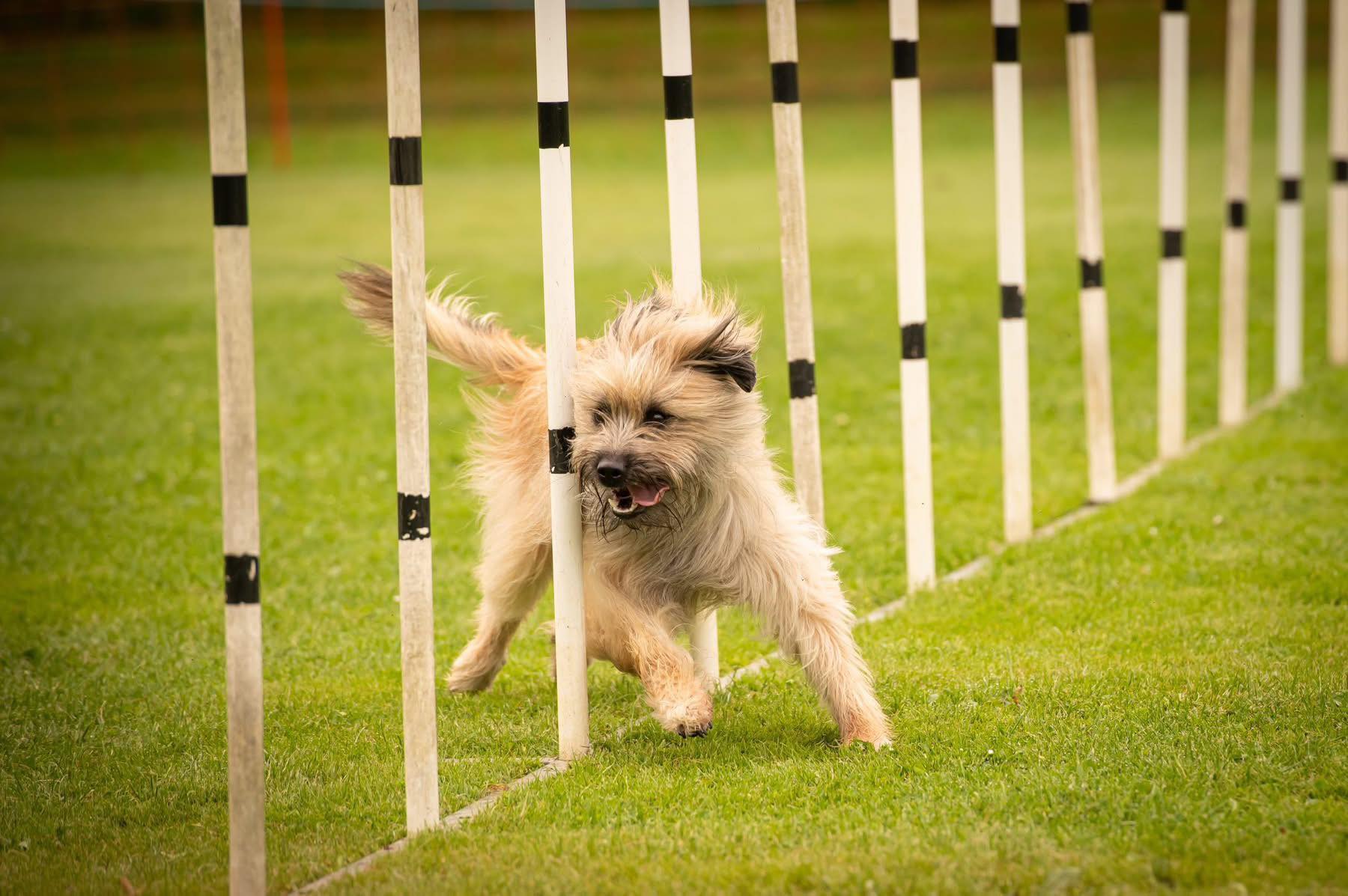 Ritz slalam d2064d01bce529a47be462a6b4b3110f