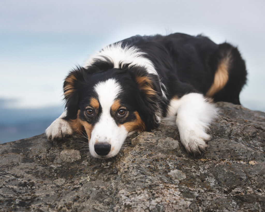 Senja2 18f944f359e4ed1a431a15c458e3d4cb