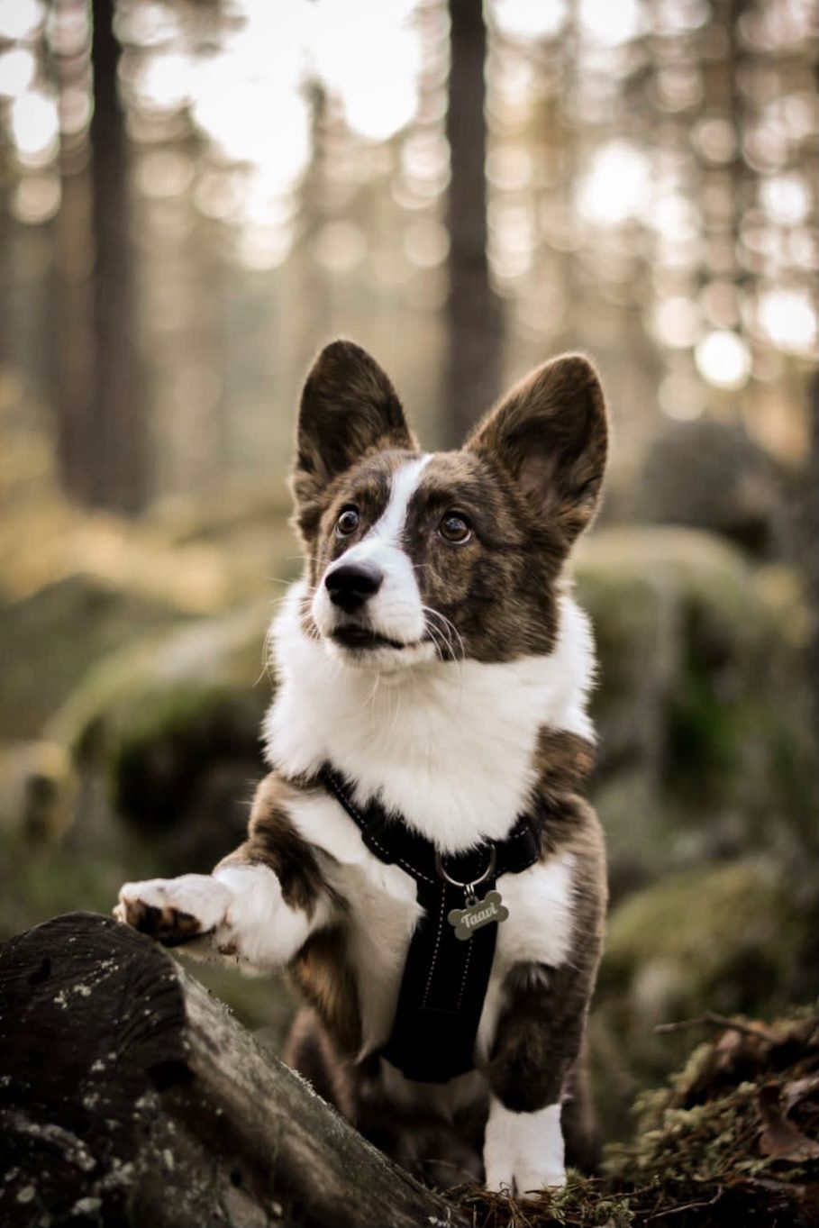 Taavi 42e82d540bbc142b09c79ef18aca7d42