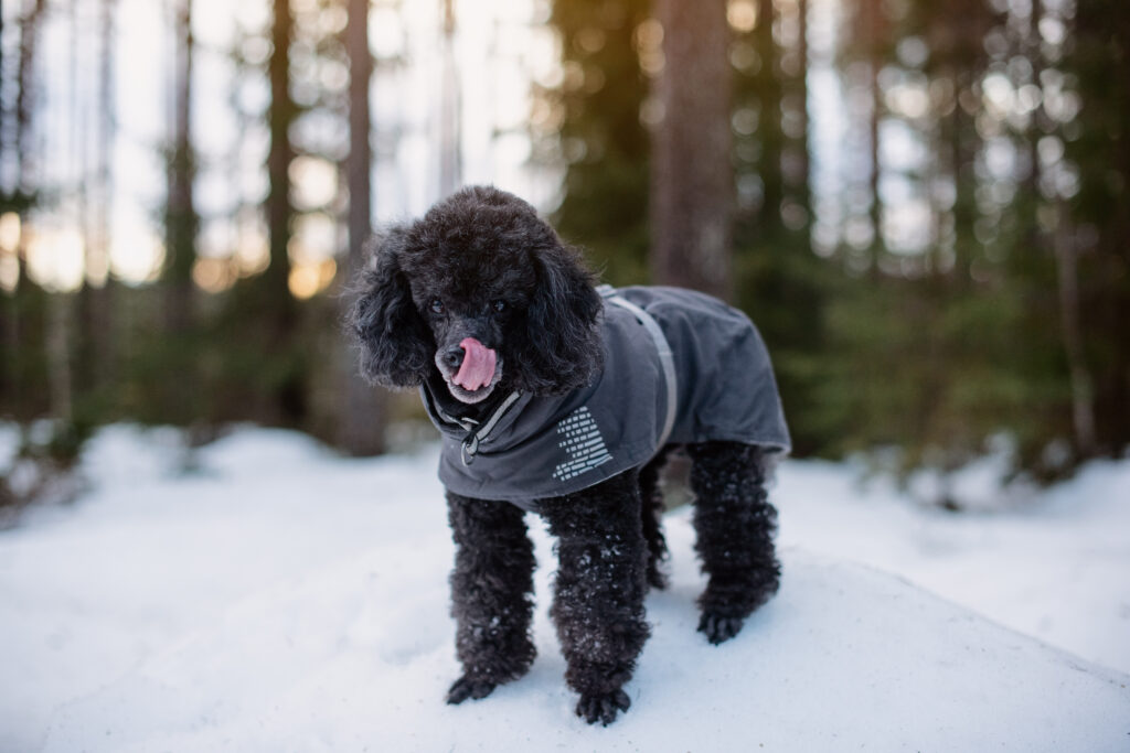 Wii 8 Wii 0125 DSC 4422 4c214edb52c554e3a62e52bee7e8b018