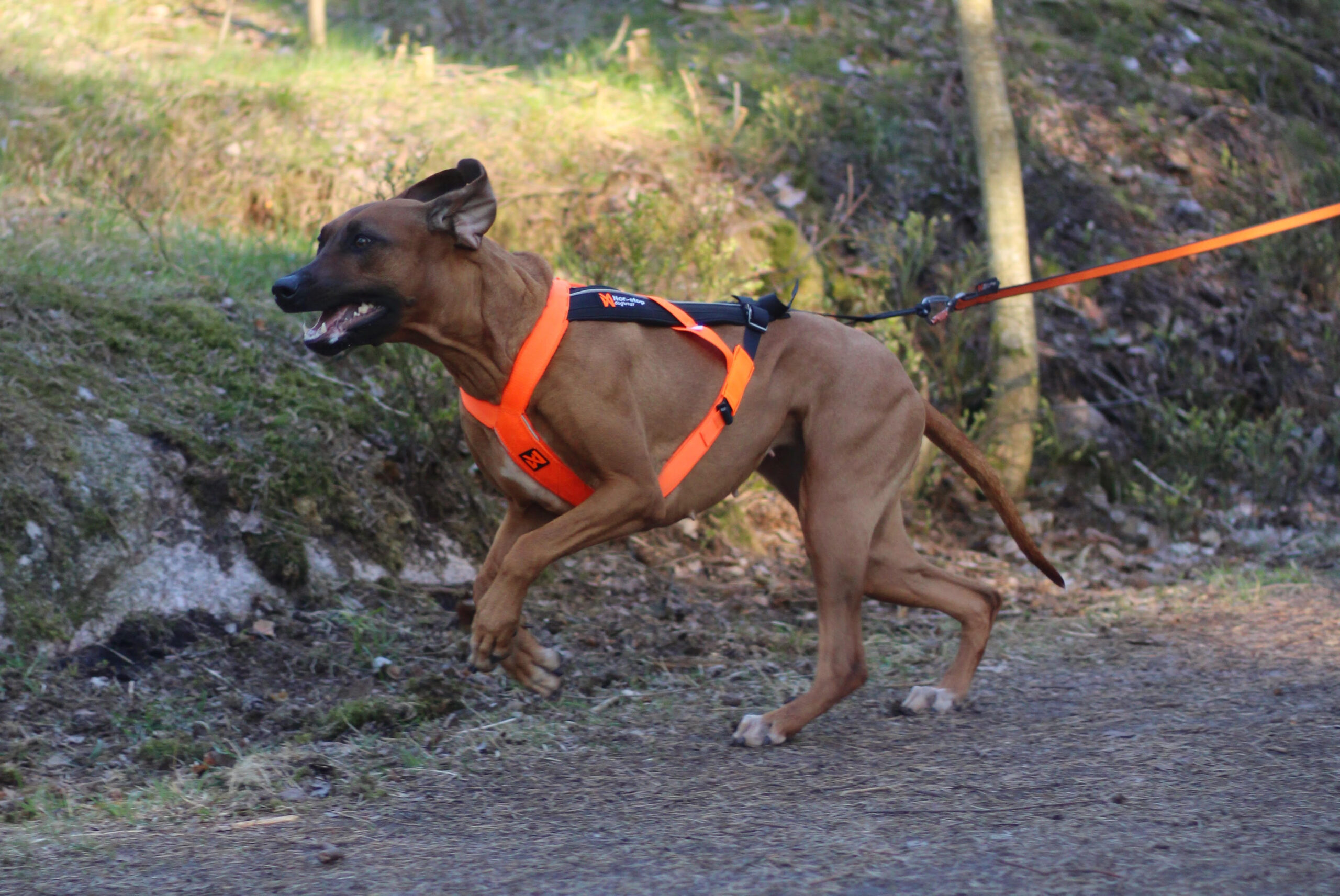 Zanta canicross e9a7882ce575c73b7271e294e96c6a25 scaled