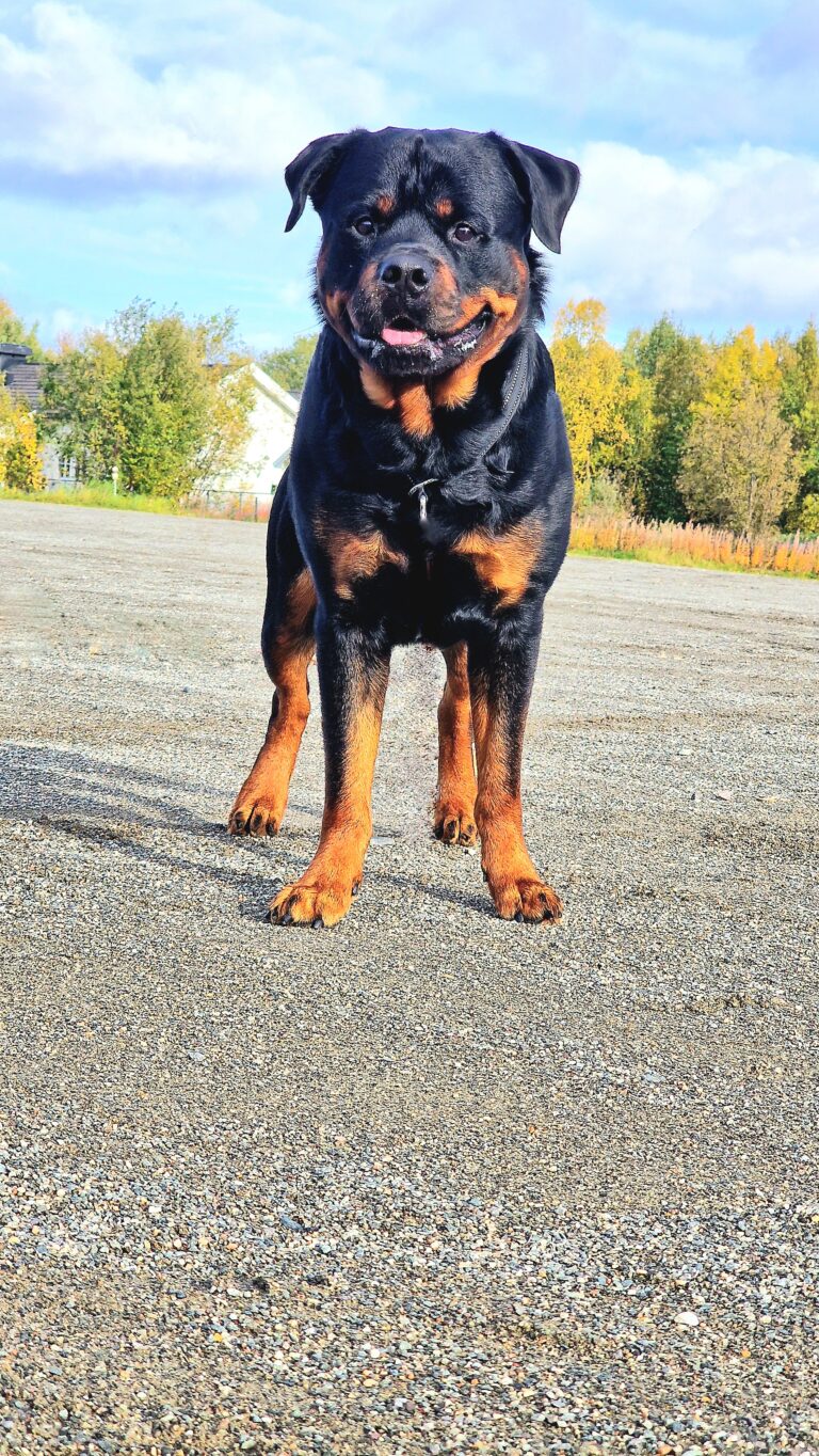 Linus