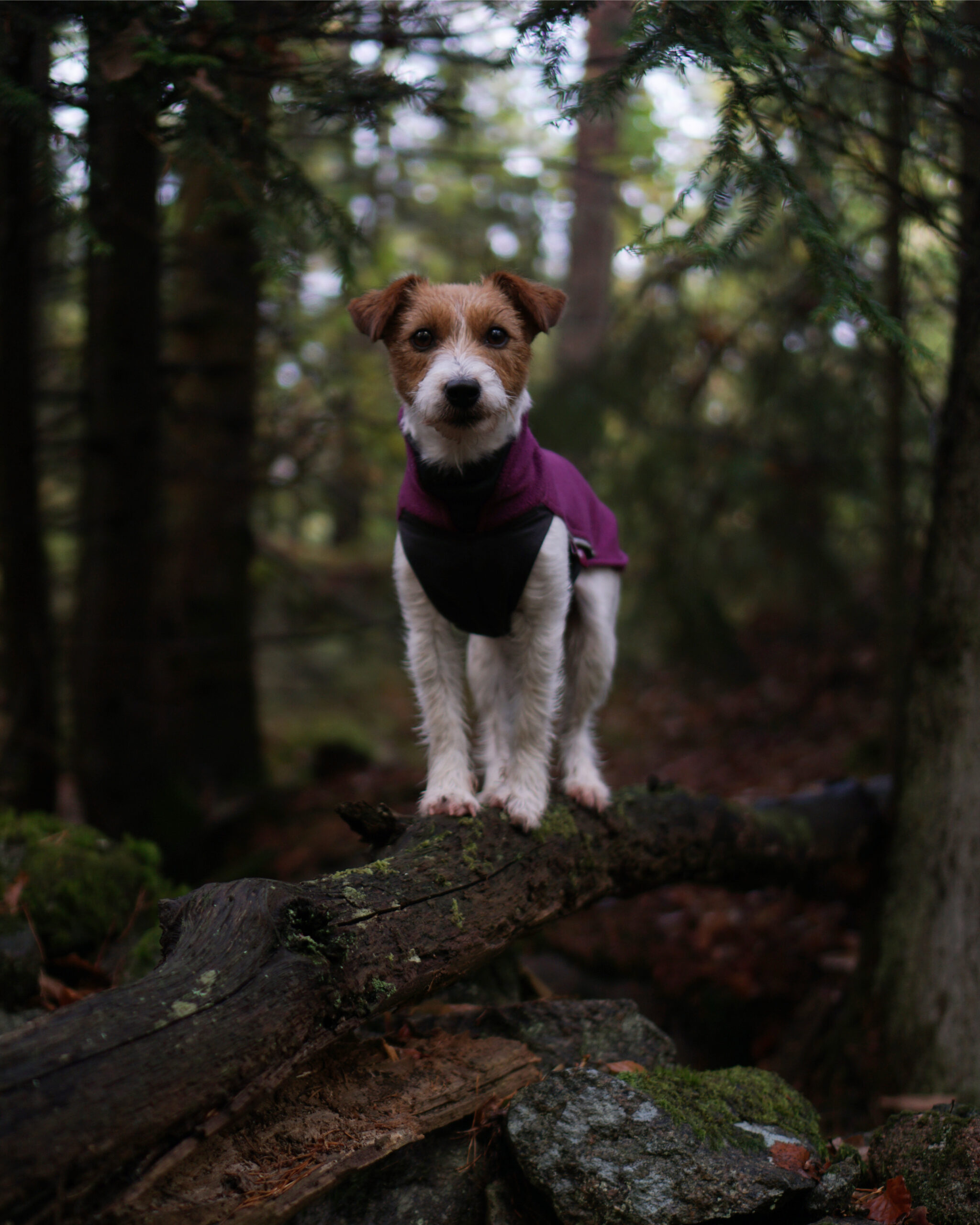 04C5DFA7 50C1 48DB B495 E07CFE563971 eb3cf5e12ef9ef5ea3da98b055c1e202 scaled