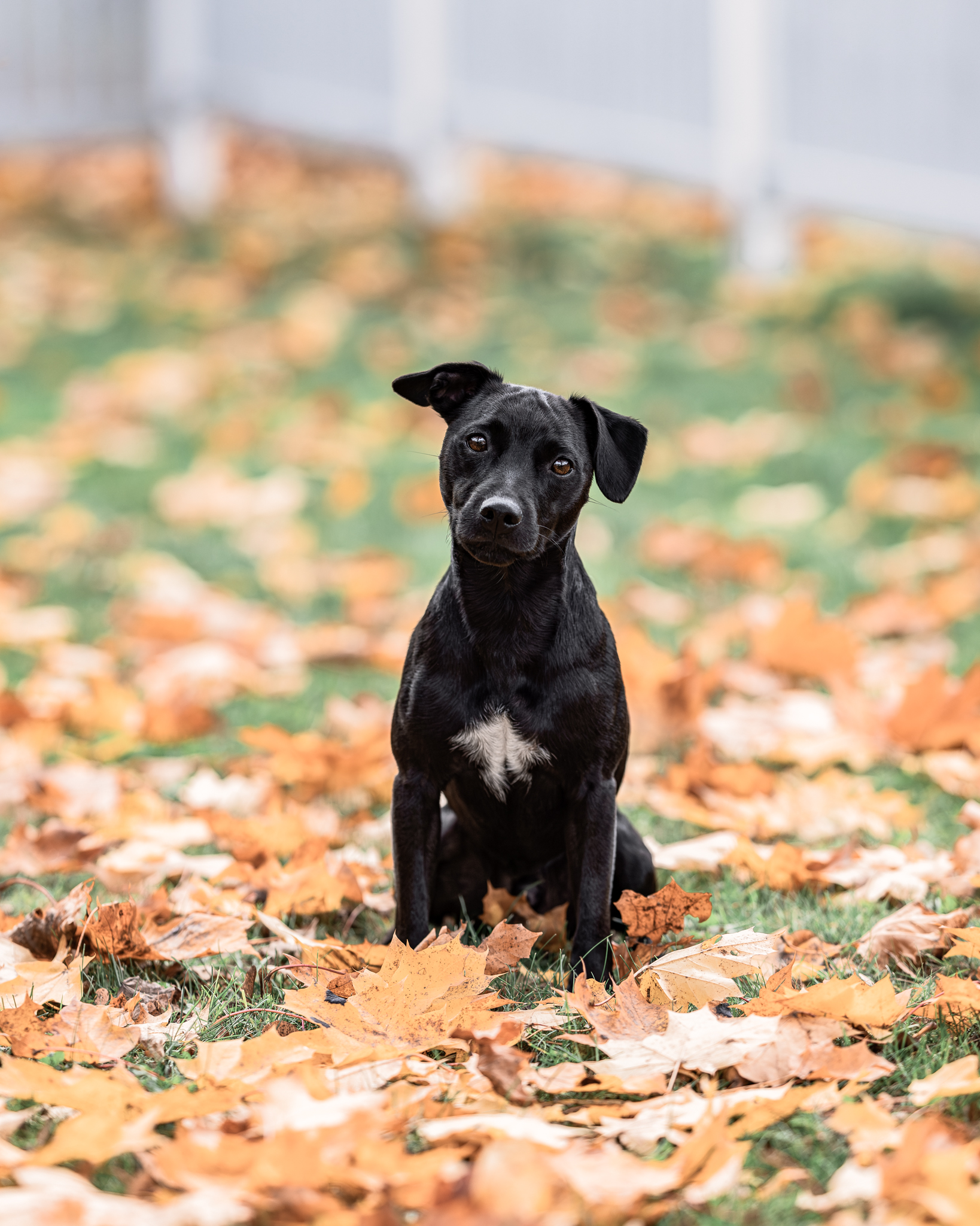 577018123 10240407852920046 2766859972084561282 n 238dcef62c456cb640b296939df5e730