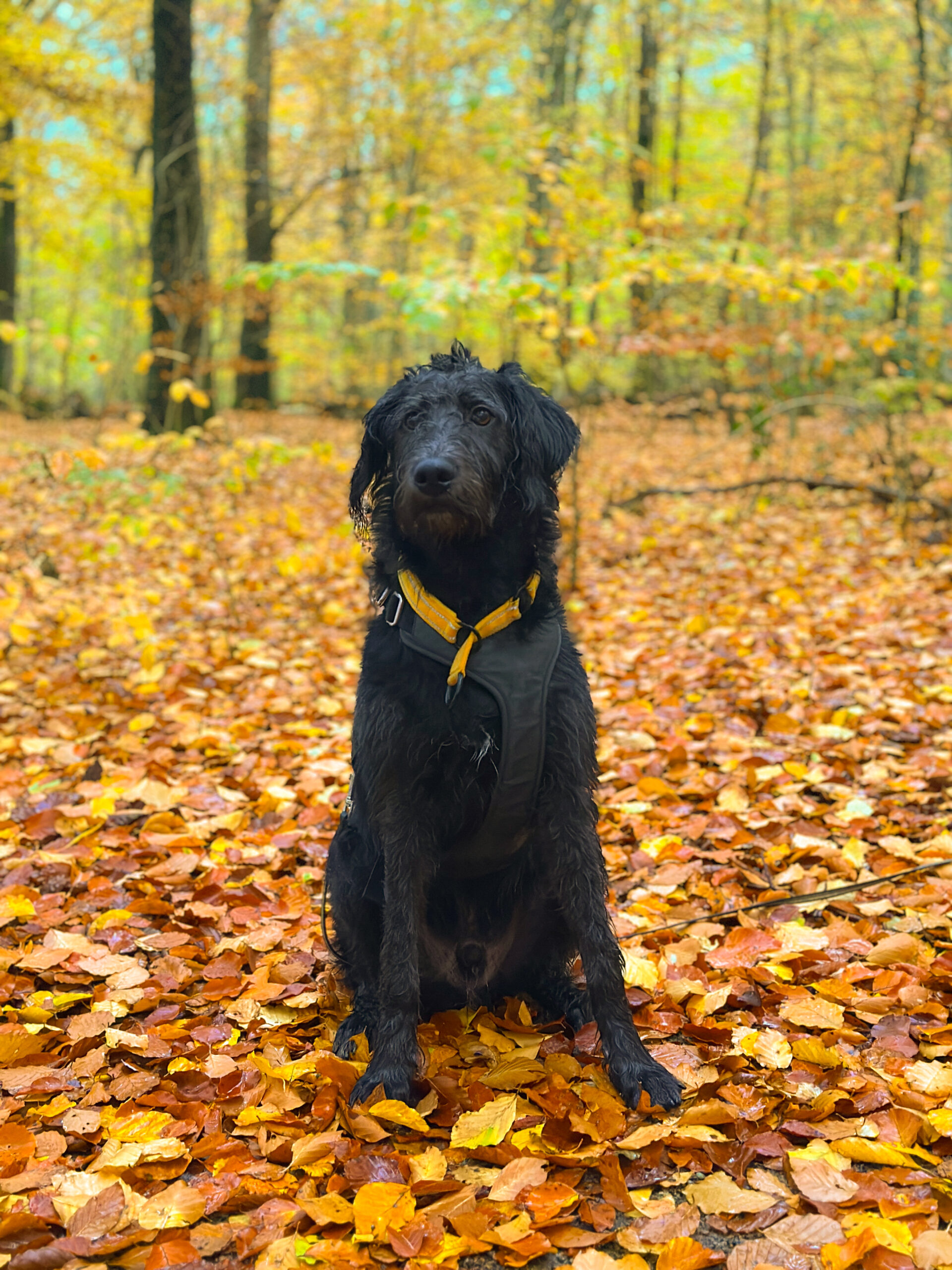 85D90277 853B 433E A268 C6806AB1B071 11da9428aa32524b03181a7a93f02167 scaled