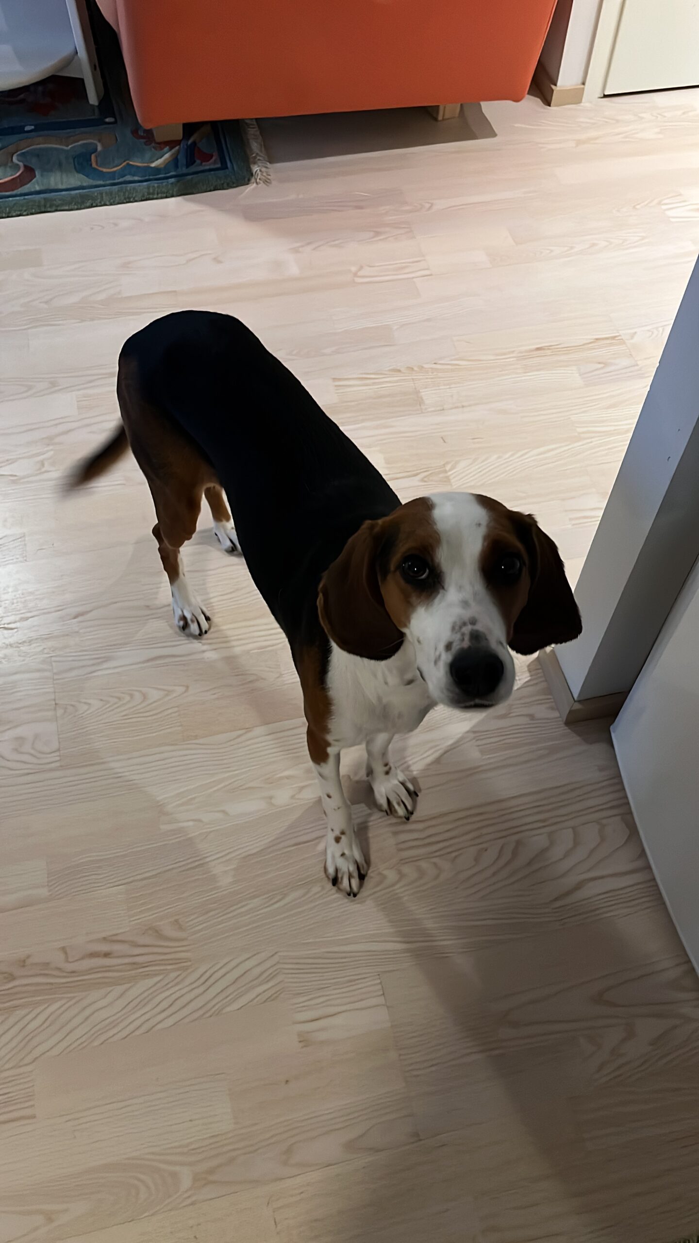 86FA0659 370F 40B6 ACC0 0D6A0D2D1D85 d448542eedb974a6a8b7edaf85e11692 scaled