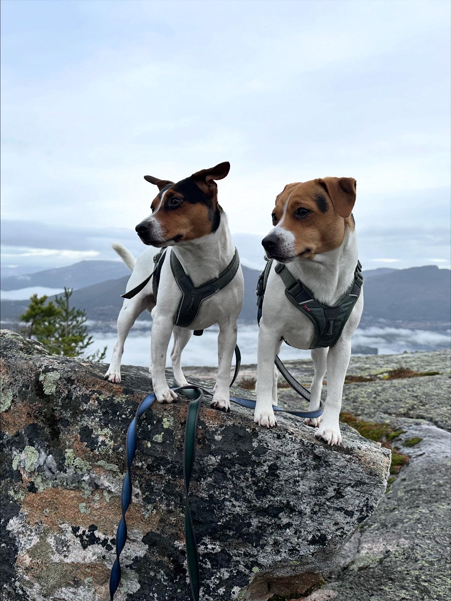 8AB4EF56 E41F 420C 9D48 F975B419180E 38fb8421870c67e1637b3094d13cd17d