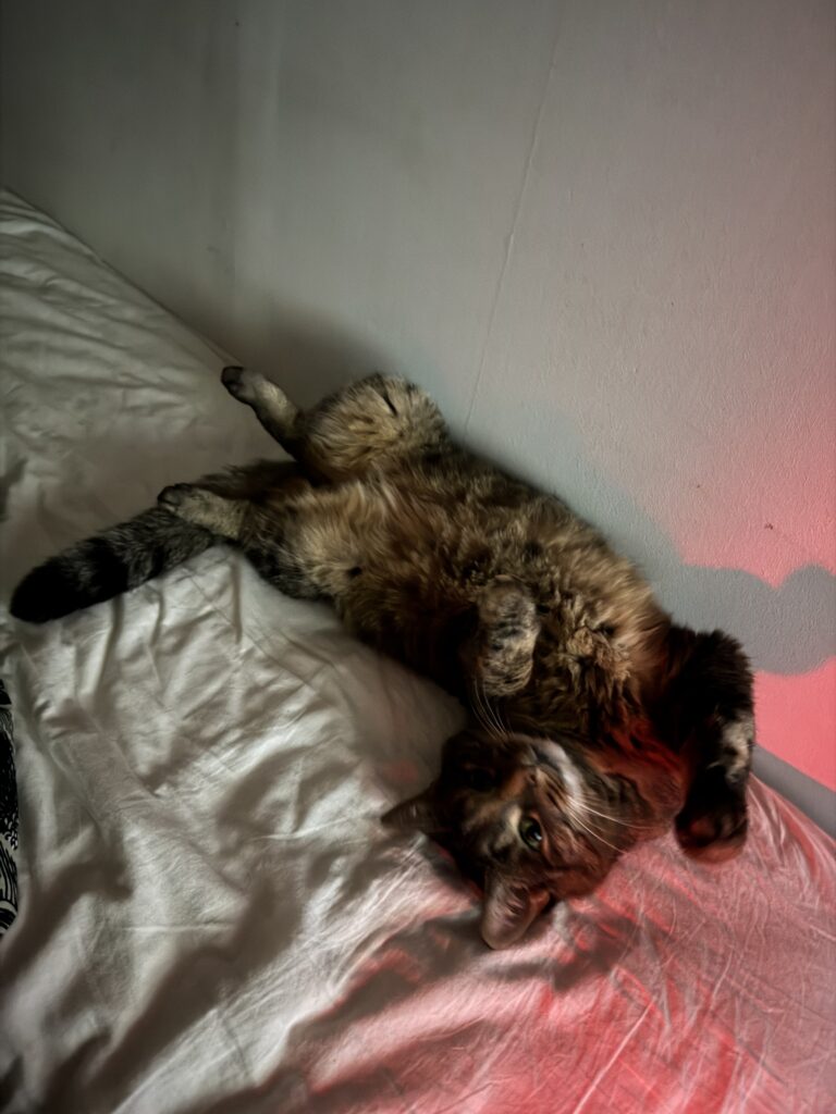 IMG 1672 6e155409d2a482541bbc85d39cd6622d