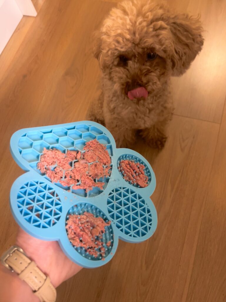 Ollie 2 IMG 1980 9cfe1dff40bcc17f69a10412c550f971