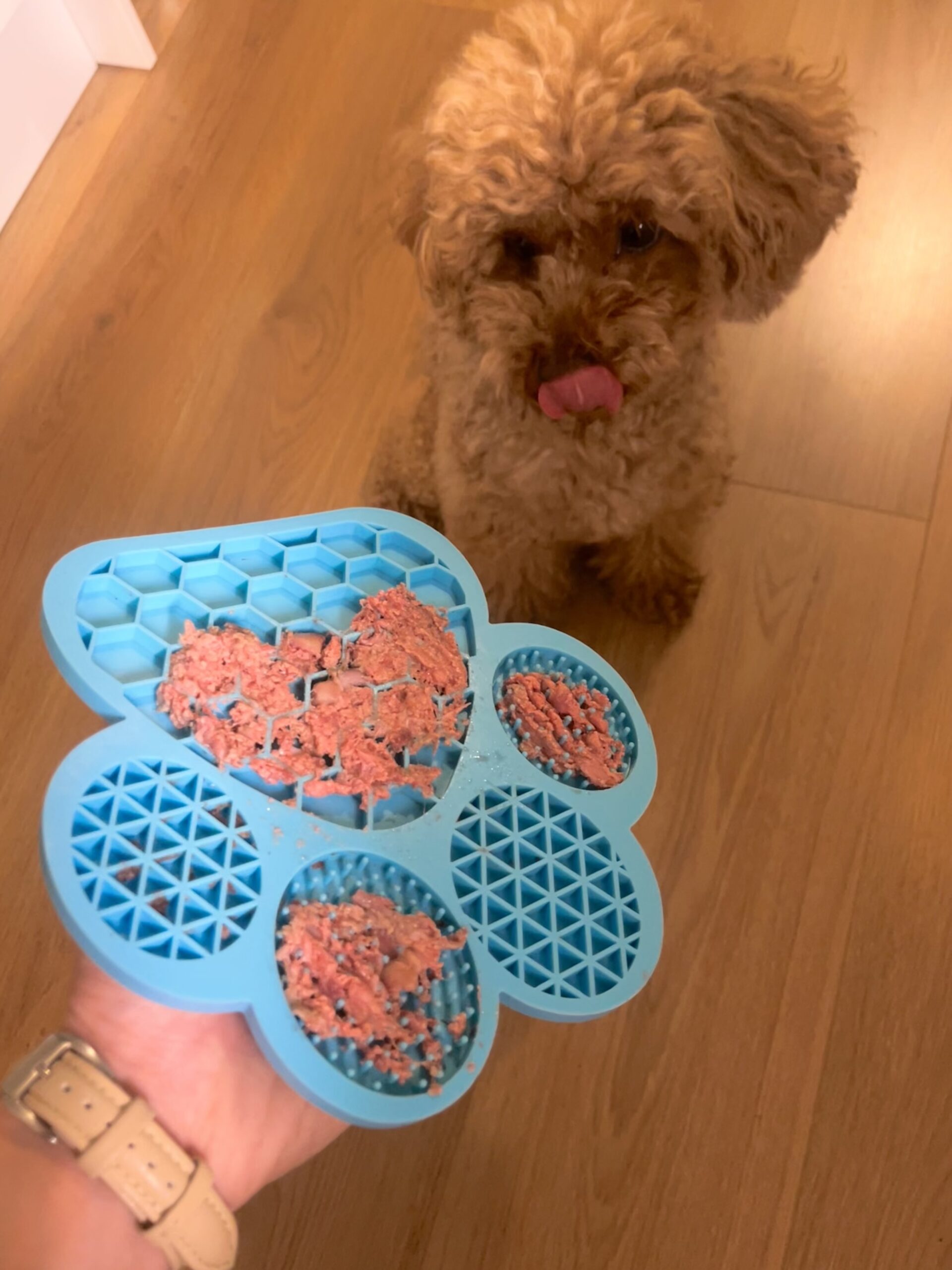 IMG 1980 9cfe1dff40bcc17f69a10412c550f971 scaled