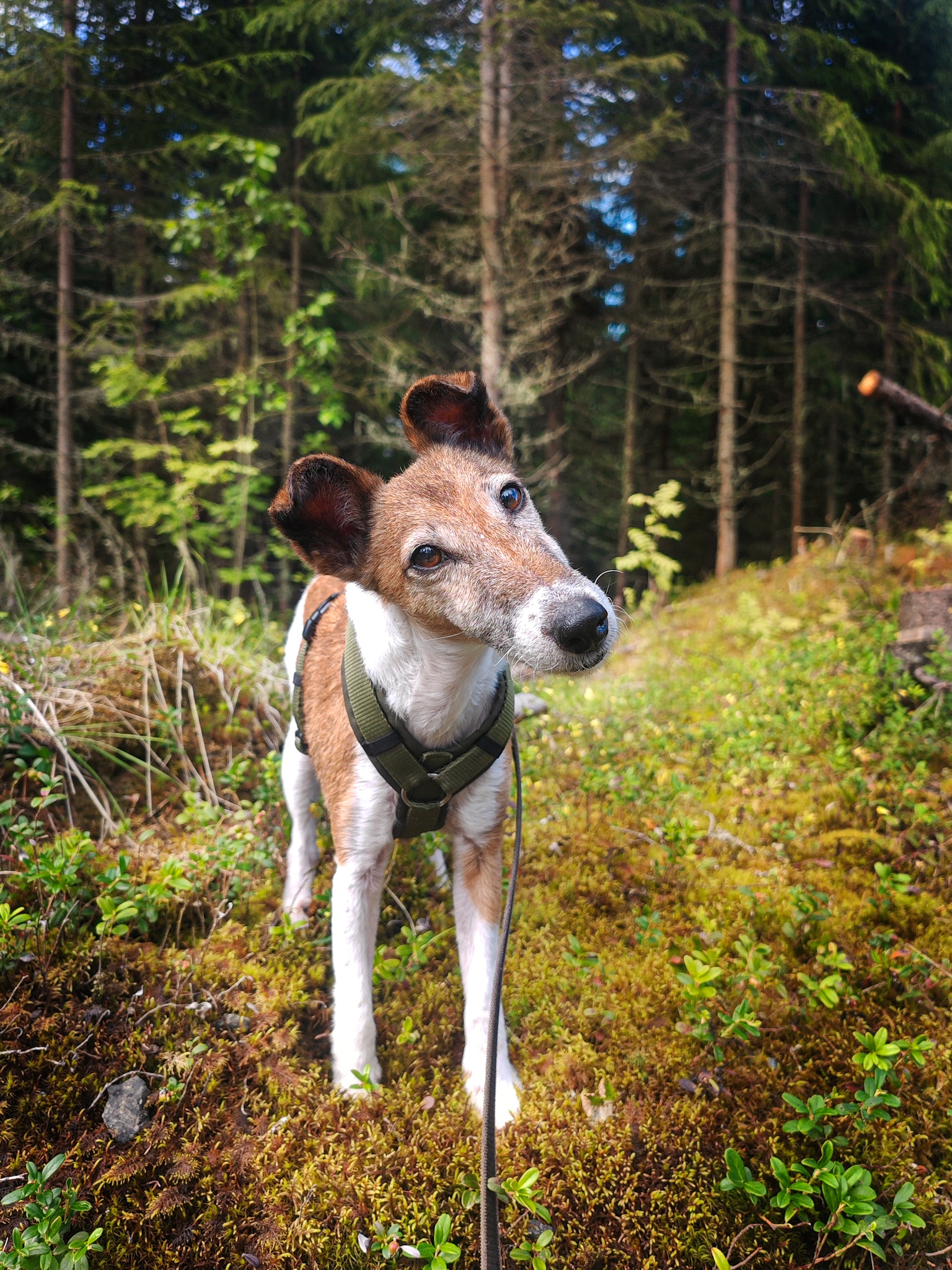 IMG 20240715 170450 a778a8a51340725c61387203b196cee0