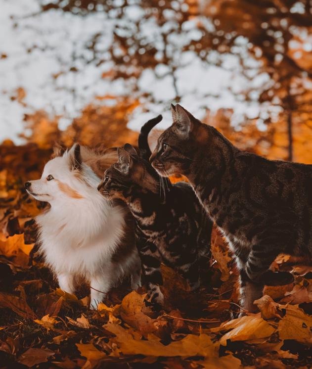 IMG 20250405 121118 187 314538c095f09d1d59ccb8a9f49ceebf