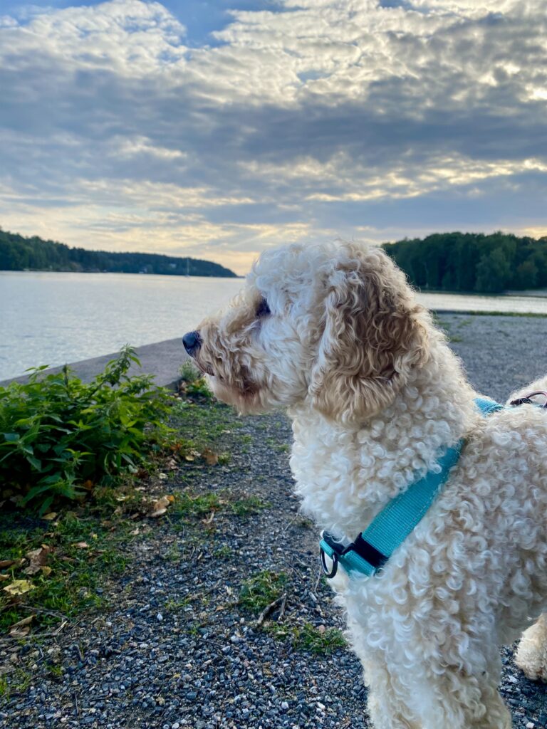 Usko 3 IMG 2181 f3c2d892fefcc996d440d884195d475b