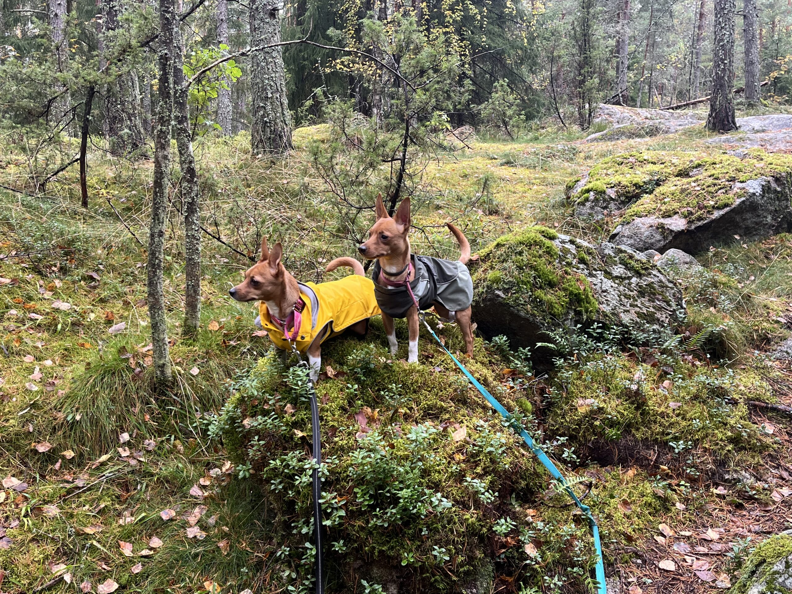 IMG 3563 656ade6379346ae5dfc2d6c69f3de091 scaled