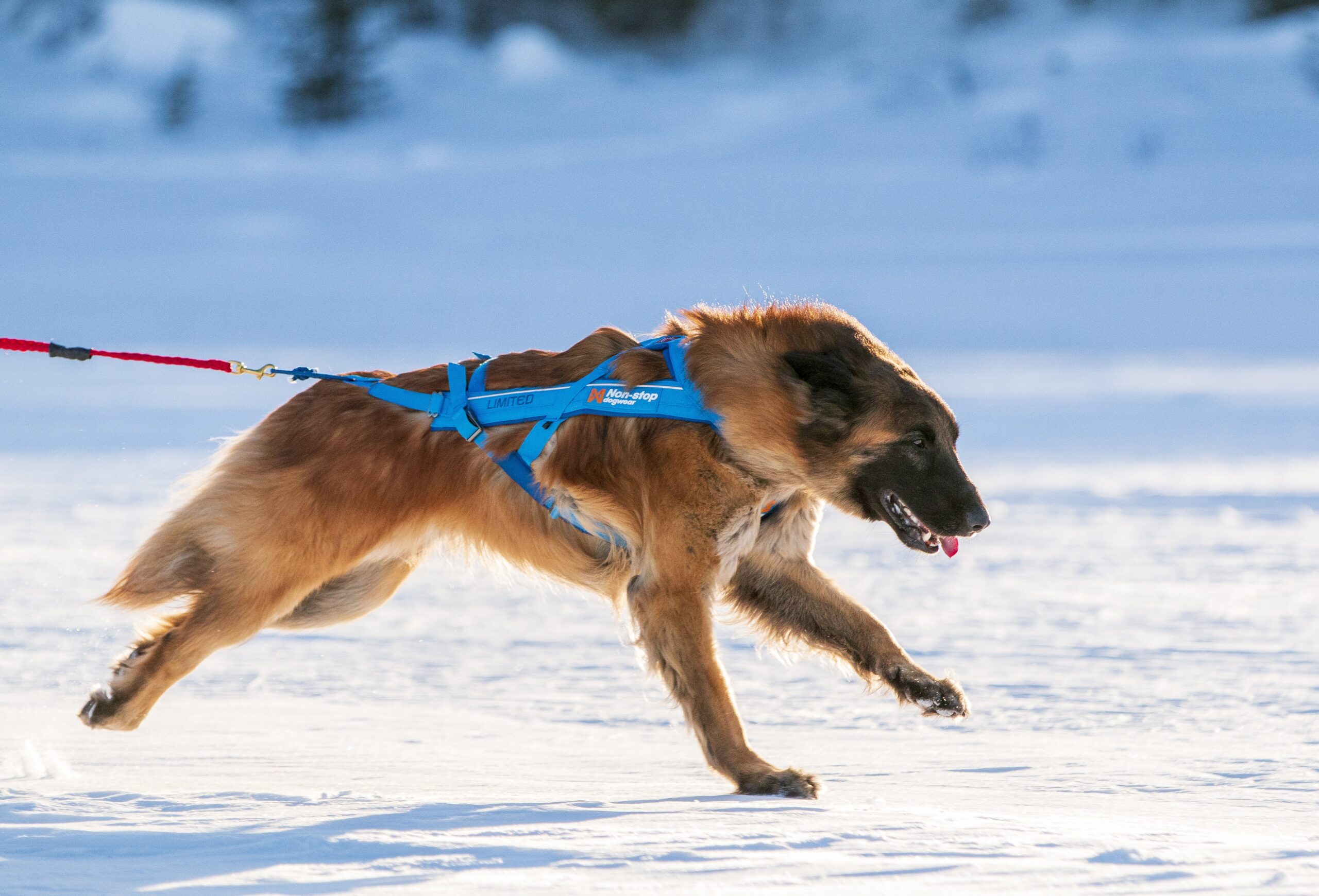 IMG 7308 71e1230b3a7d340cc5dd1b540e584c53 scaled