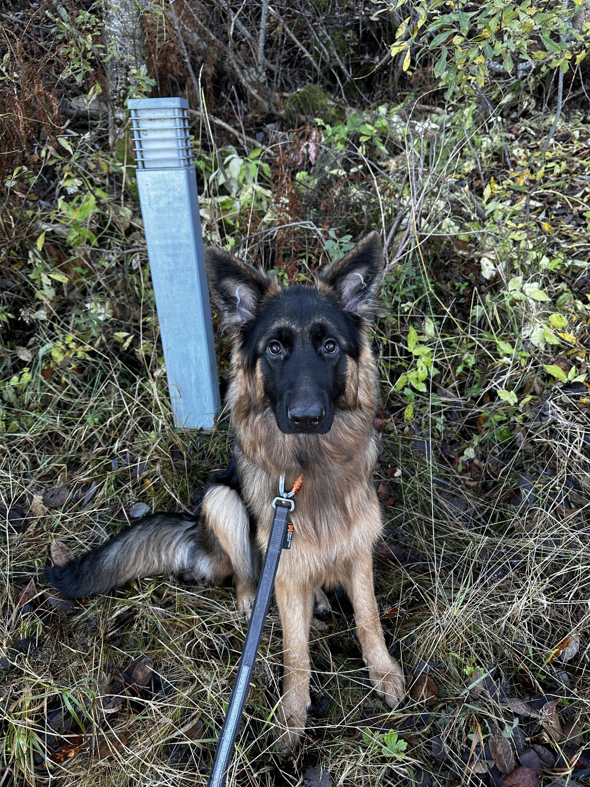 IMG 7382 187111b578983df3465c0c7ab8da1b1e scaled