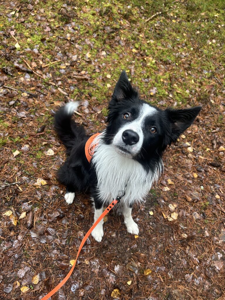 Pulmu 10 IMG 7742 14c308cfa52df1b2cf89395814a90211