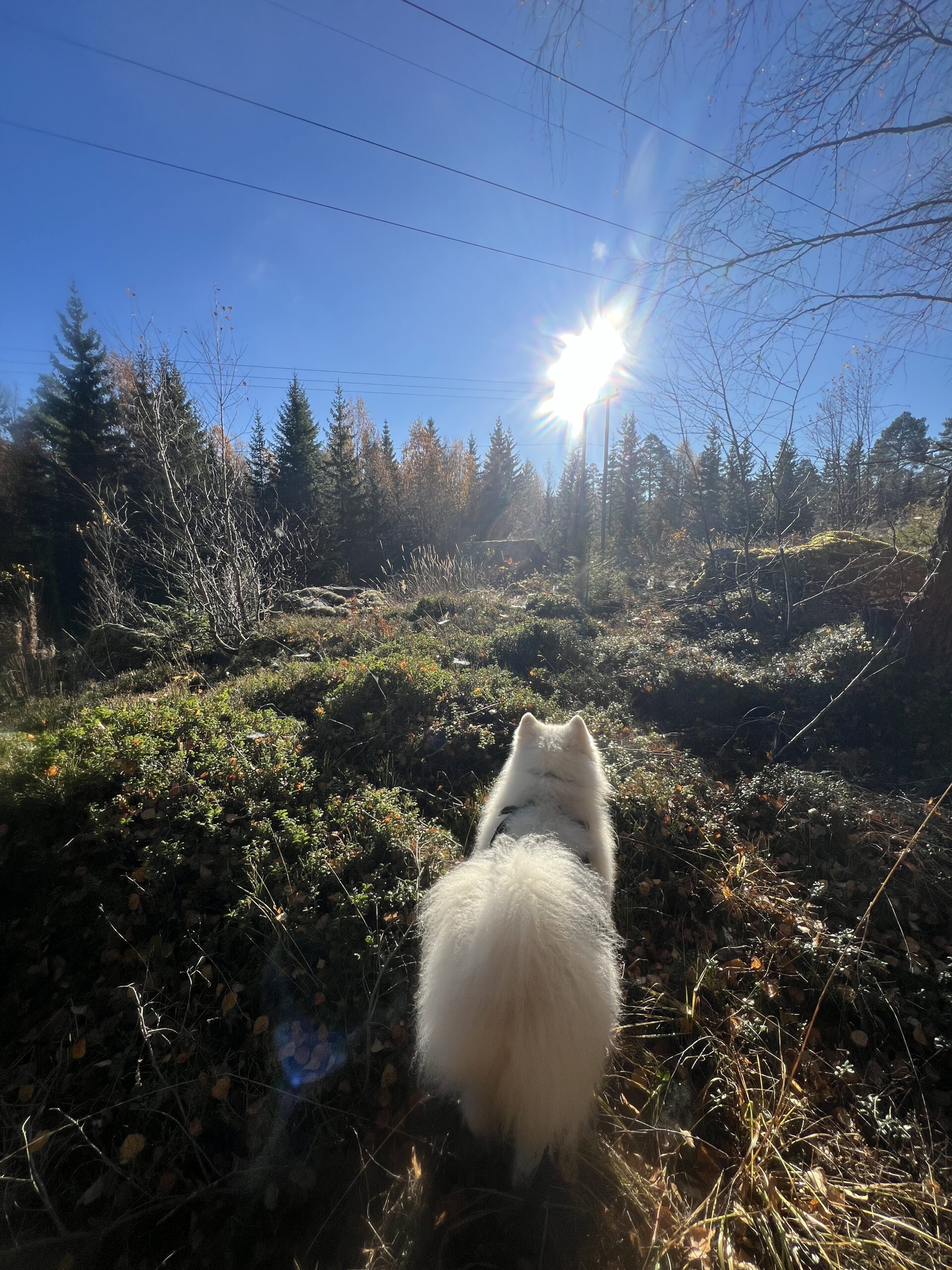 IMG 9259 a8441cfba4b0d3f8cc1152dc55689b22 scaled