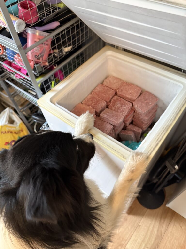 Pluto 11 IMG 9762 3cff4d7aa88a56c936087839a797491a