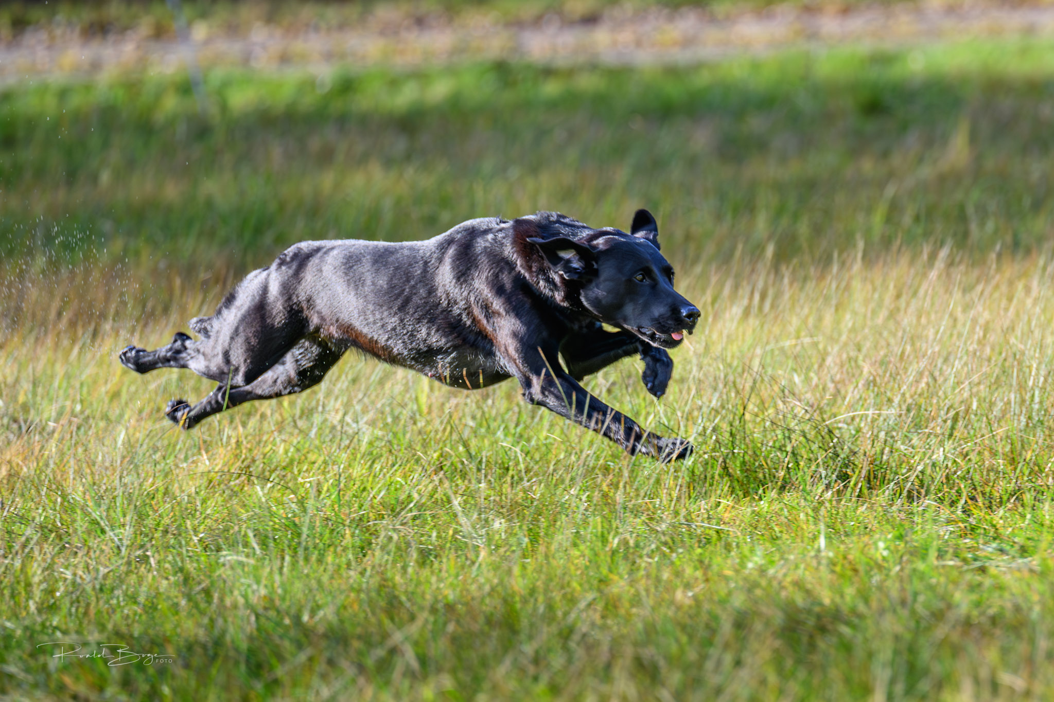 NZ8 2782 Forbedret NR 541545e2543a781e42b8b06a601f8542