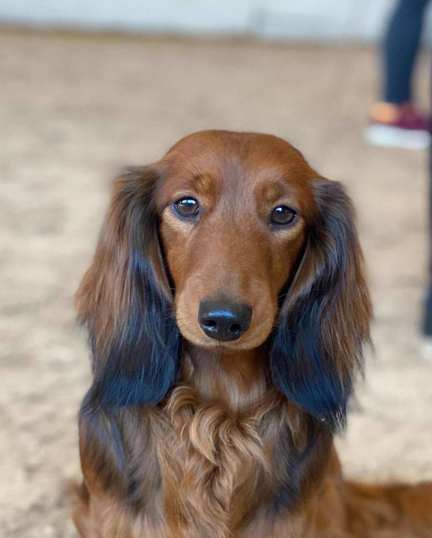 Seraphina 5dcd6079ce66ae38c7a70ee537bc9a24