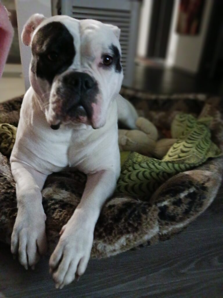 Geisha 5 inbound7997056376836124801 3c58b86158e96d8cd6db8de02604d9a0