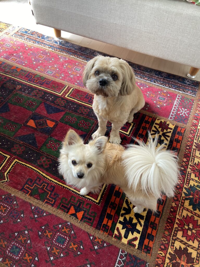 IMG 1071 4afd927e631f22f8febdad4cfb6c4c04