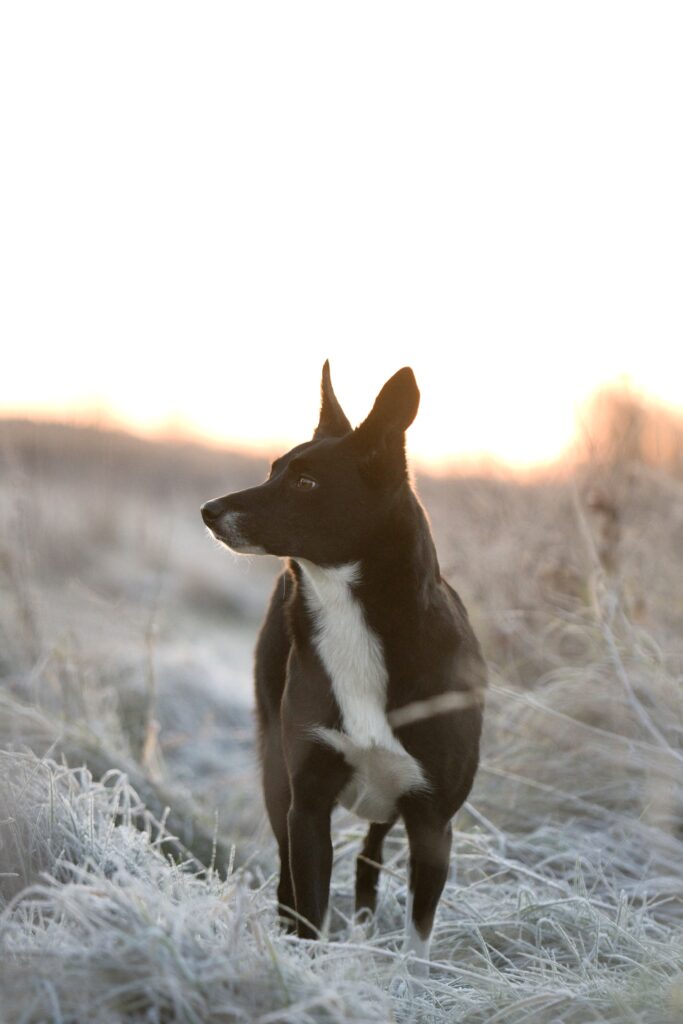 iriz sno 9eb11231da3eec15dd13b6de6342036b