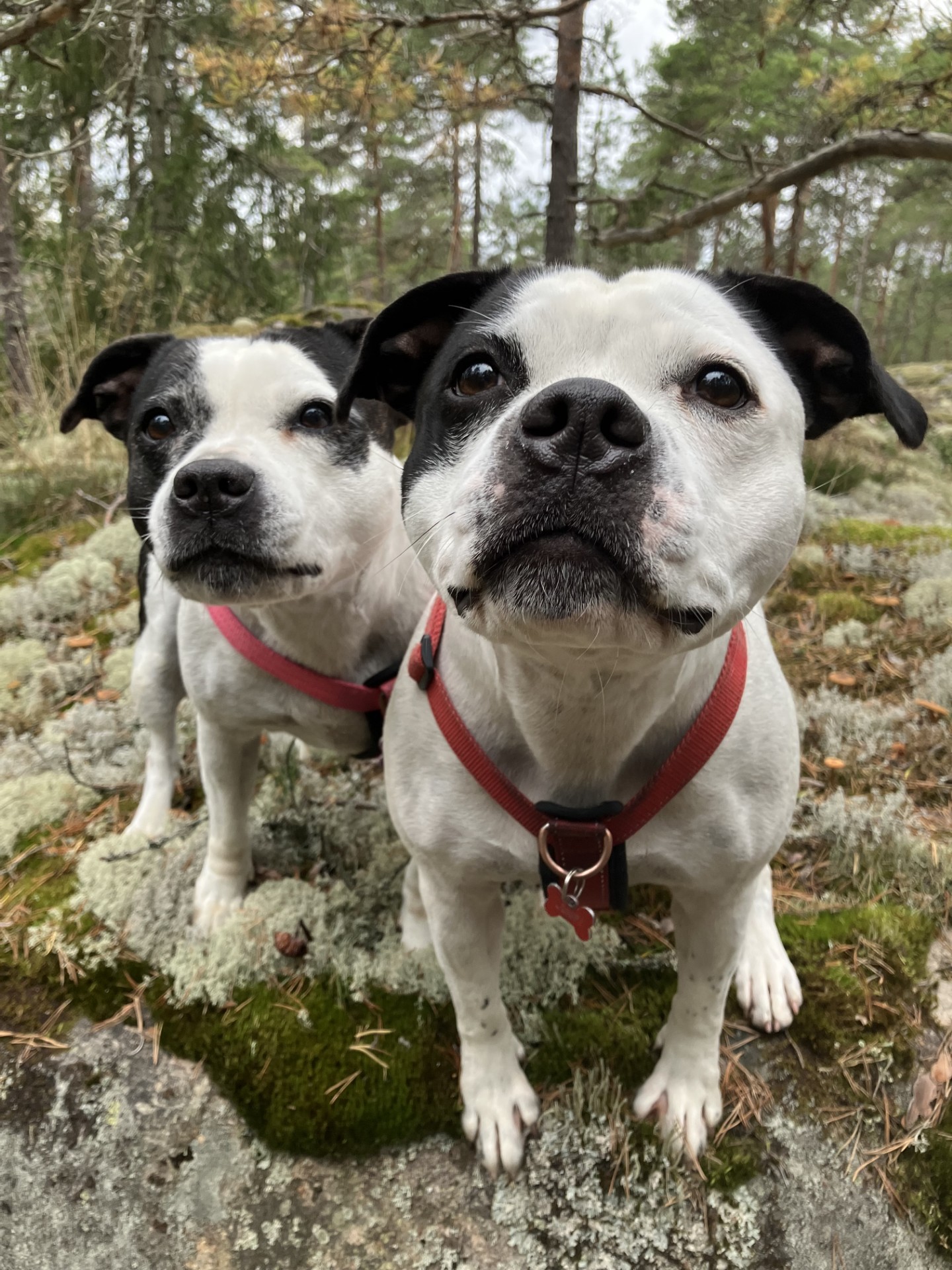 mush1 9a6c7f8255978c3d745943e3aadde760