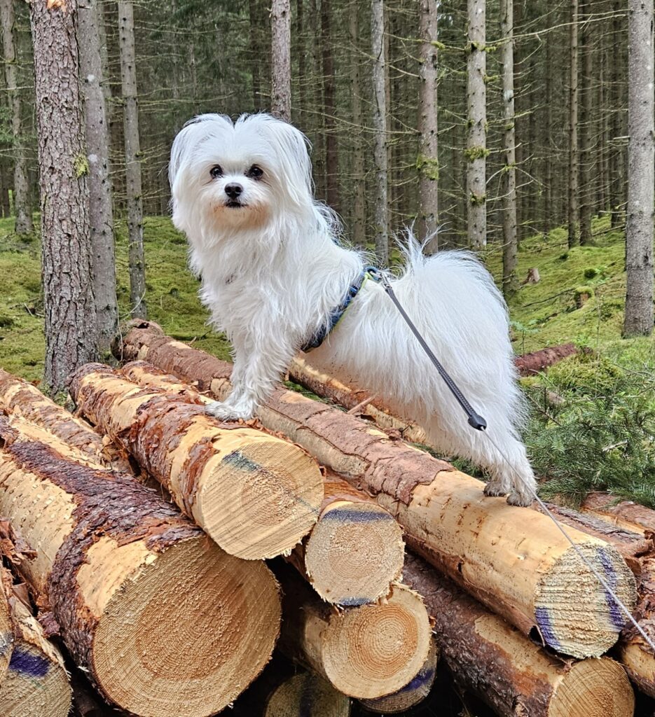 Lissi 2 20250512 093601 3d2113f52247416bf2fabf56d9ef2e95